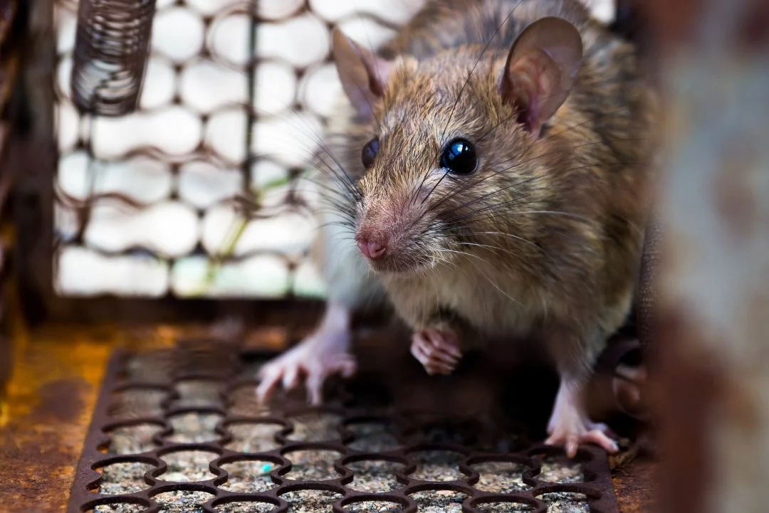 Removal Rodent near me